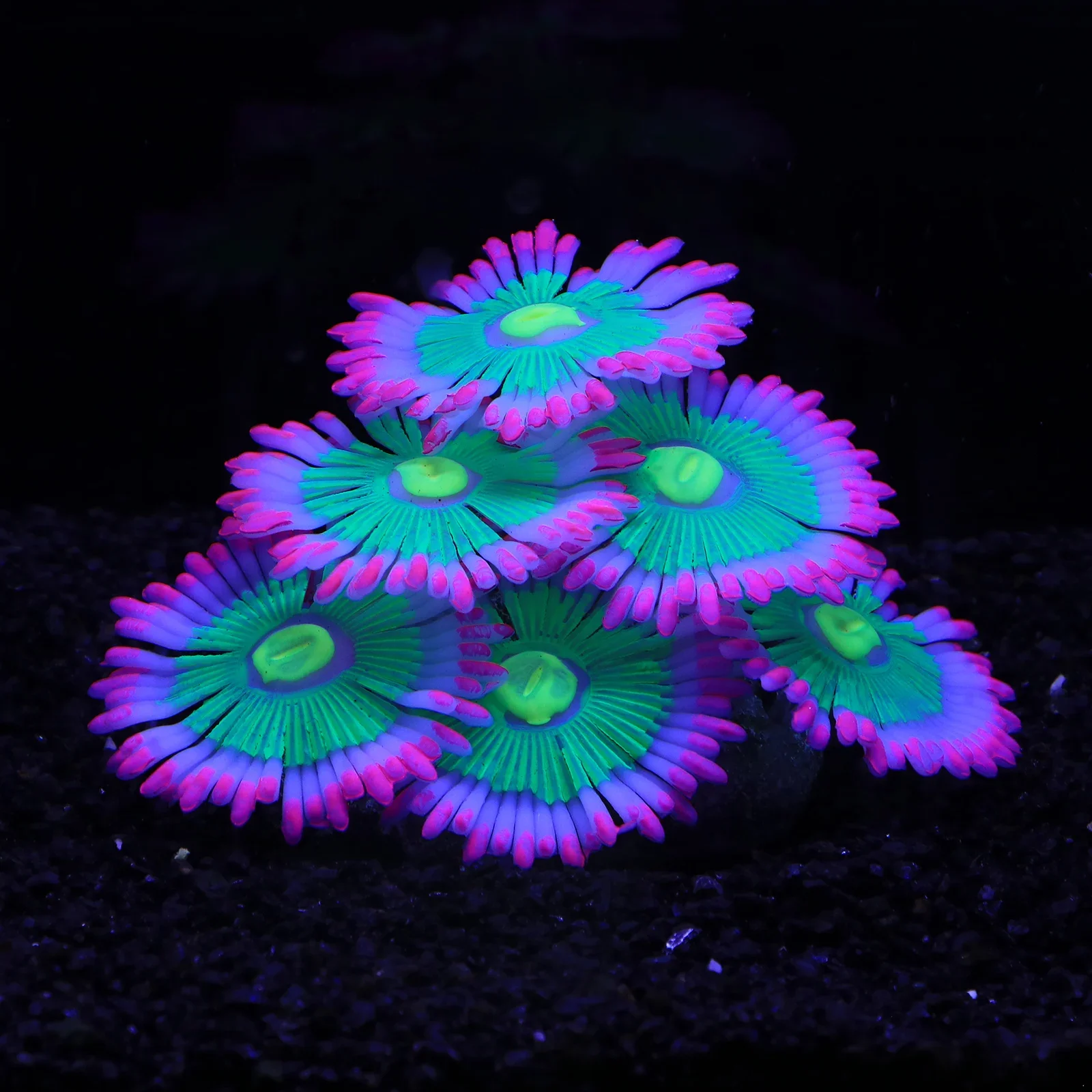Coral de Silicone para Aquário com Efeito Luminoso - Imagem 6