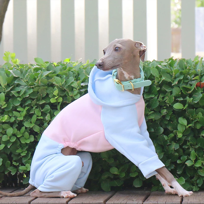 Suéter de Lã para Cães Galgo e Whippet com Capuz e Quatro Patas - Imagem 5