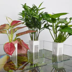 suporte de planta de aquário hangable