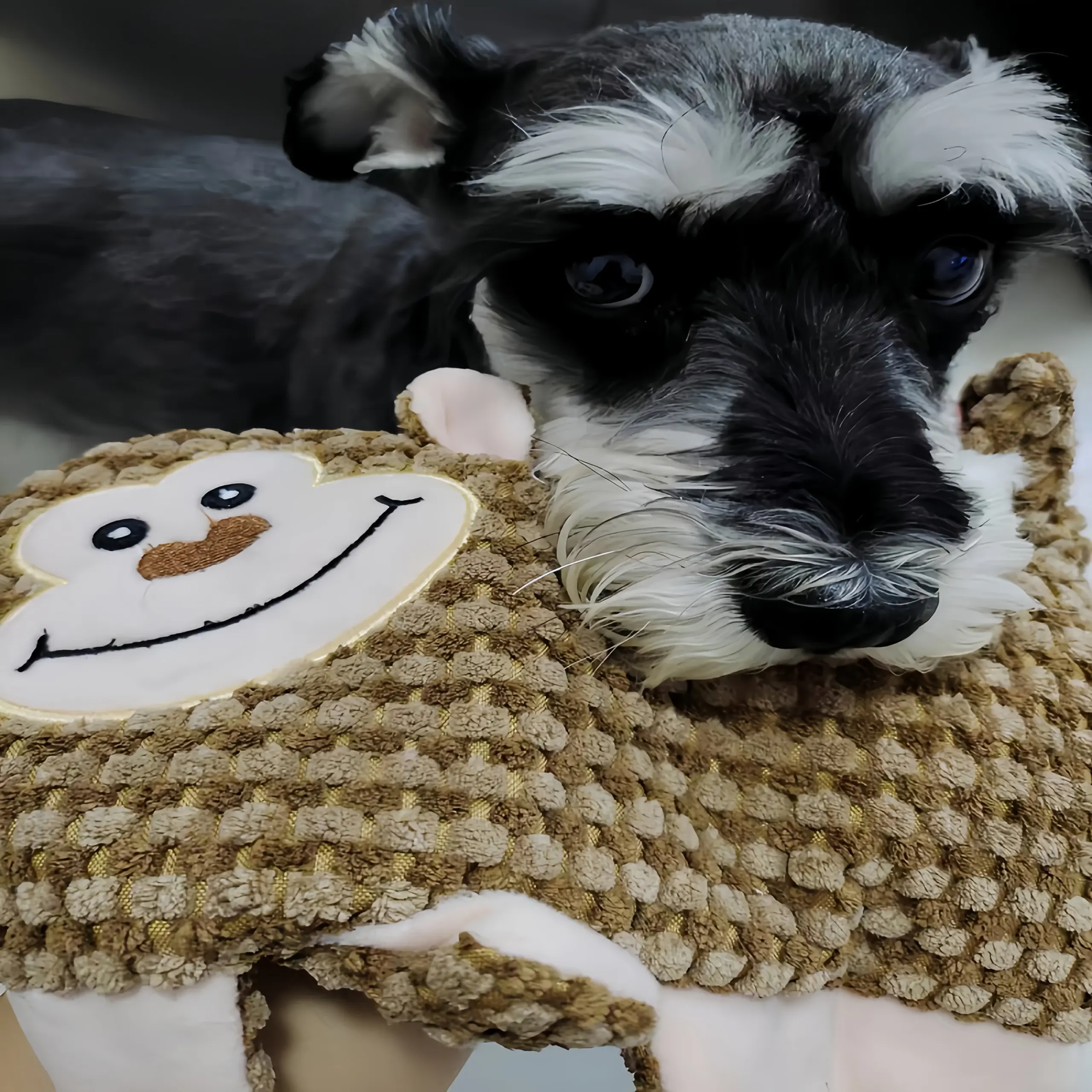 Brinquedo para Cães de Pelúcia Sem Enchimento com Som - Imagem 6