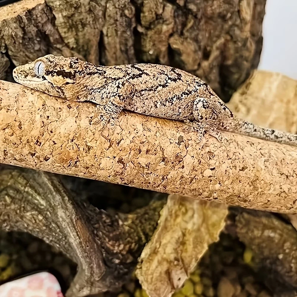 Galho de Cortiça DIY para Répteis Flexível Decoração de Terrário - Imagem 4