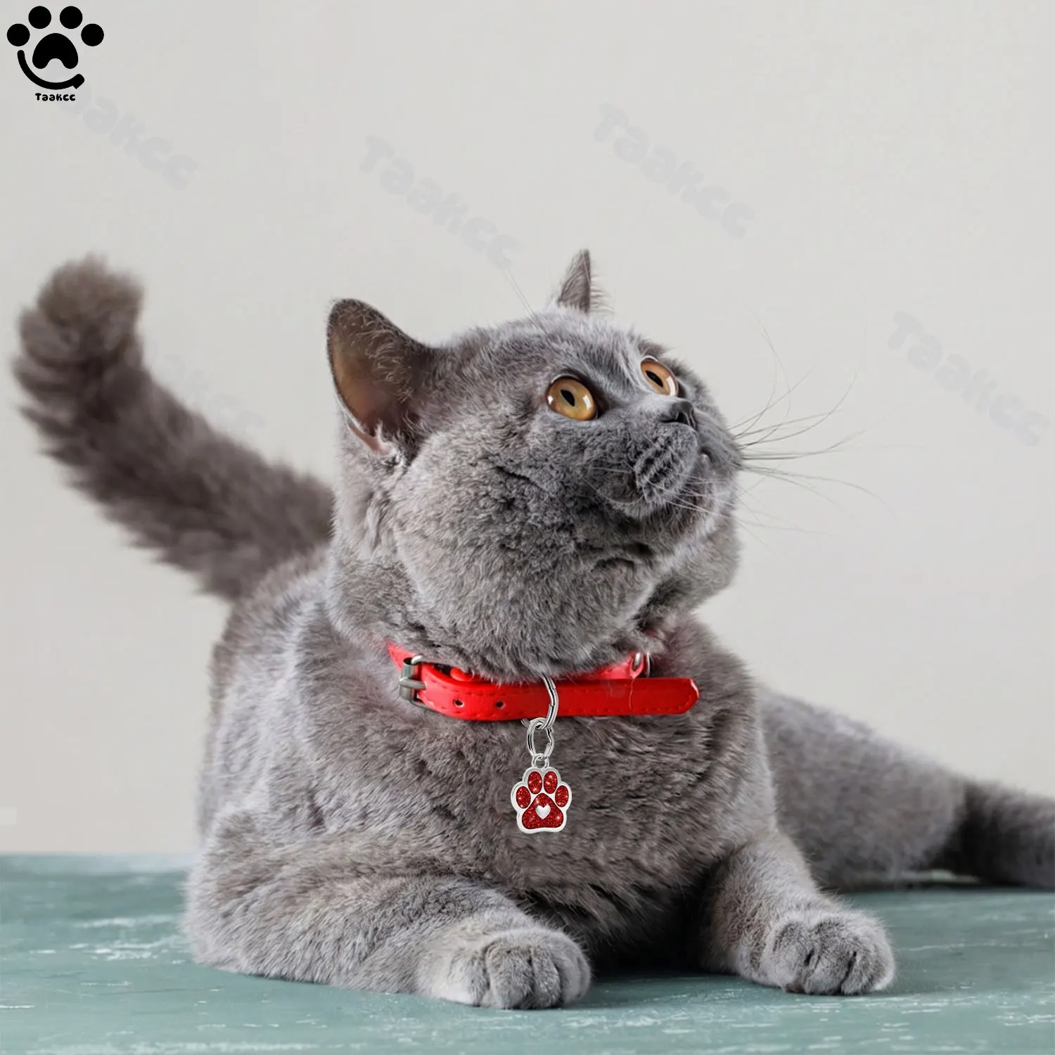Etiqueta de Identificação para Cães e Gatos com Gravação Gratuita - Imagem 6