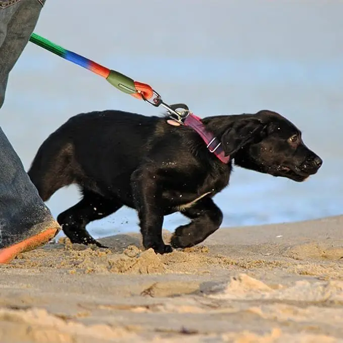 Coleira Dupla para Cães com Corda Elástica e Gancho Duplo - Imagem 4