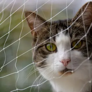 rede de segurança para gatos transparente
