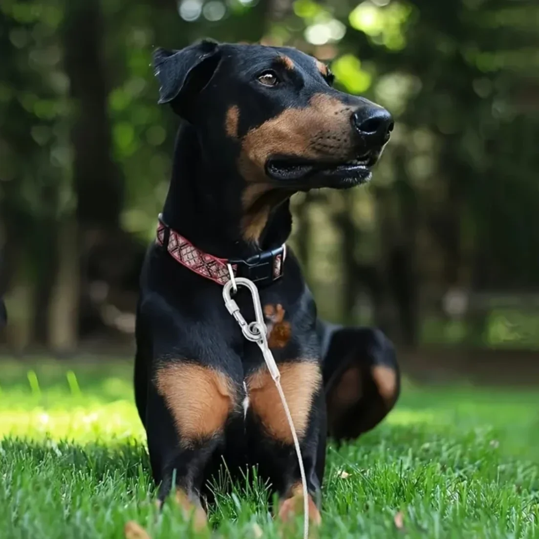 Trela de Aço para Cães com Fivela de Metal para Treinamento - Imagem 6