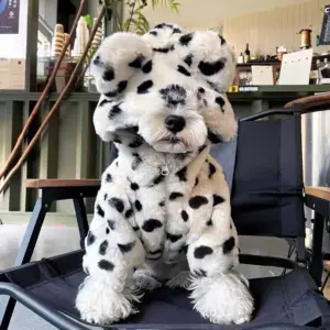 casaco de inverno para cães pequenos