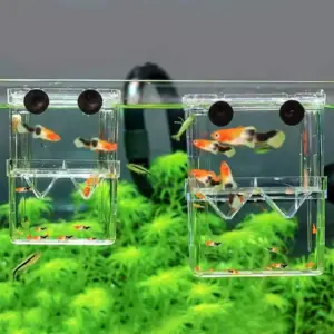 caixa de isolamento para peixes de aquário