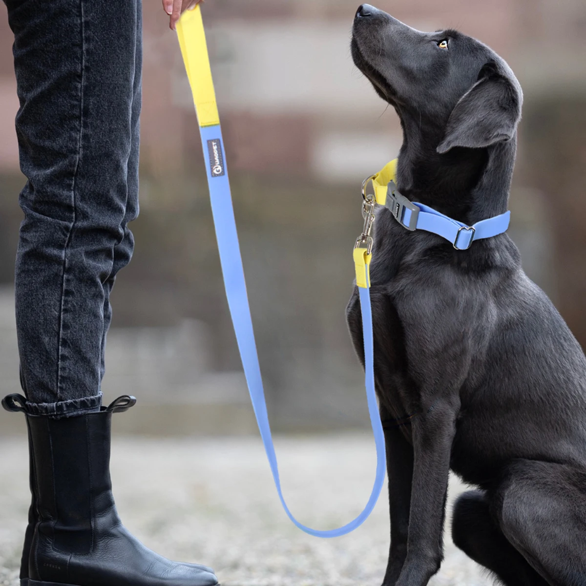 Coleira para Cães Médios e Grandes Ajustável e À Prova D'Água - Imagem 3