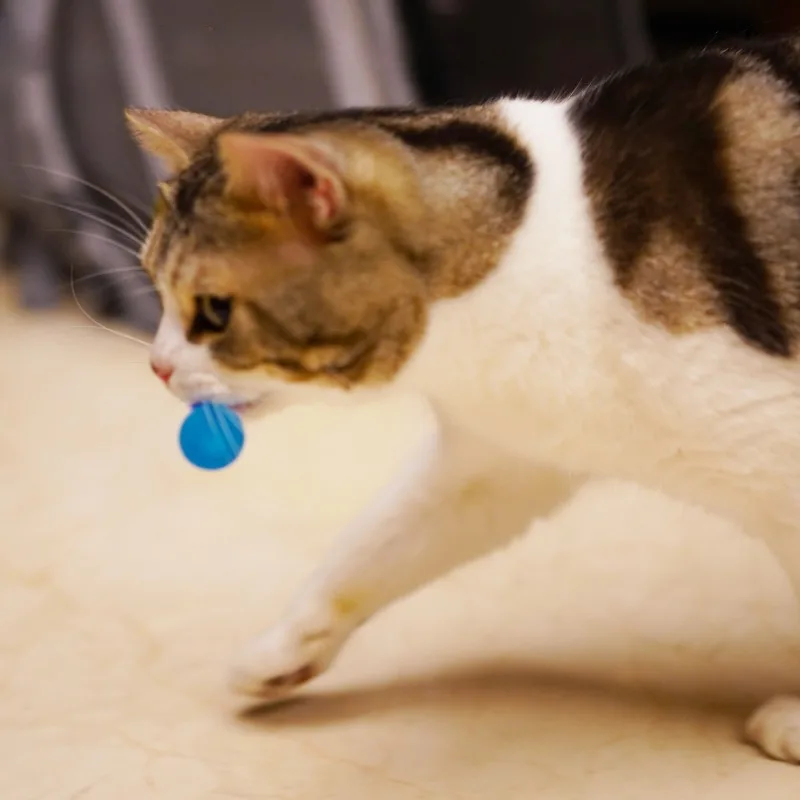 Brinquedo para Gatos Bola Elástica Lagarta Colorida 3 Peças - Image 3