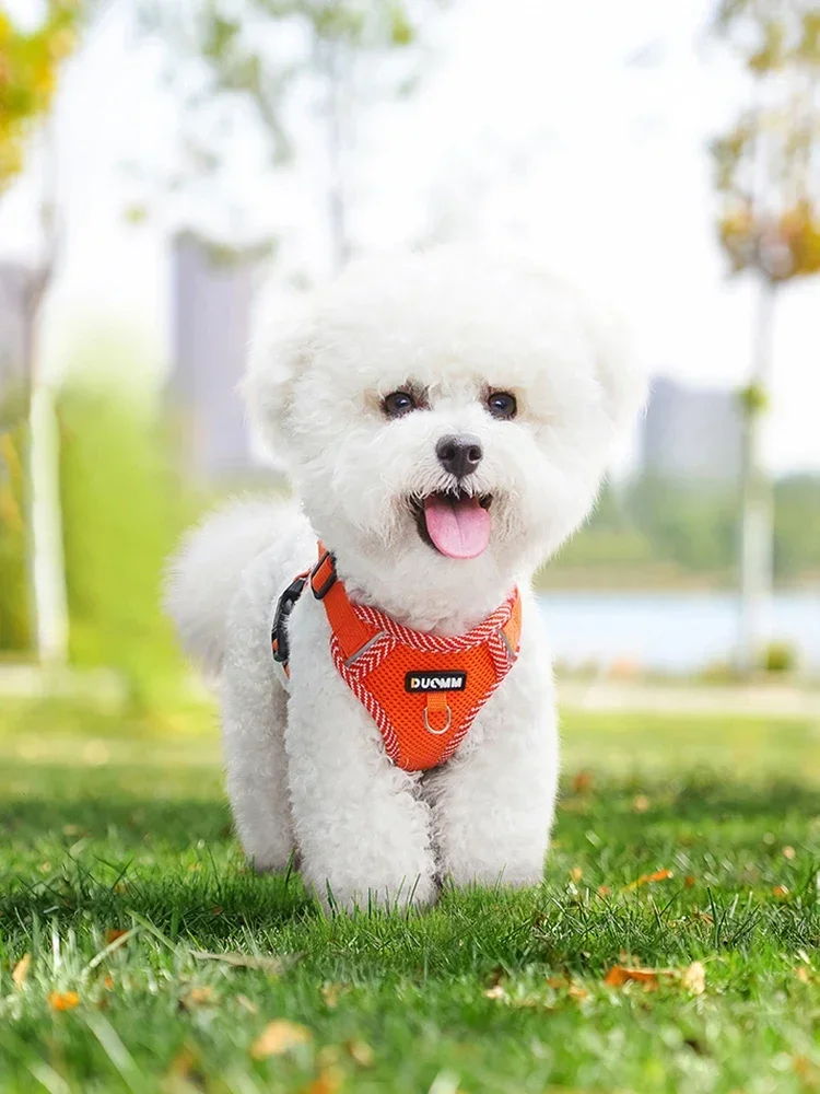 Coleira e Peitoral para Cães Pequenos Refletivo e Respirável - Imagem 3