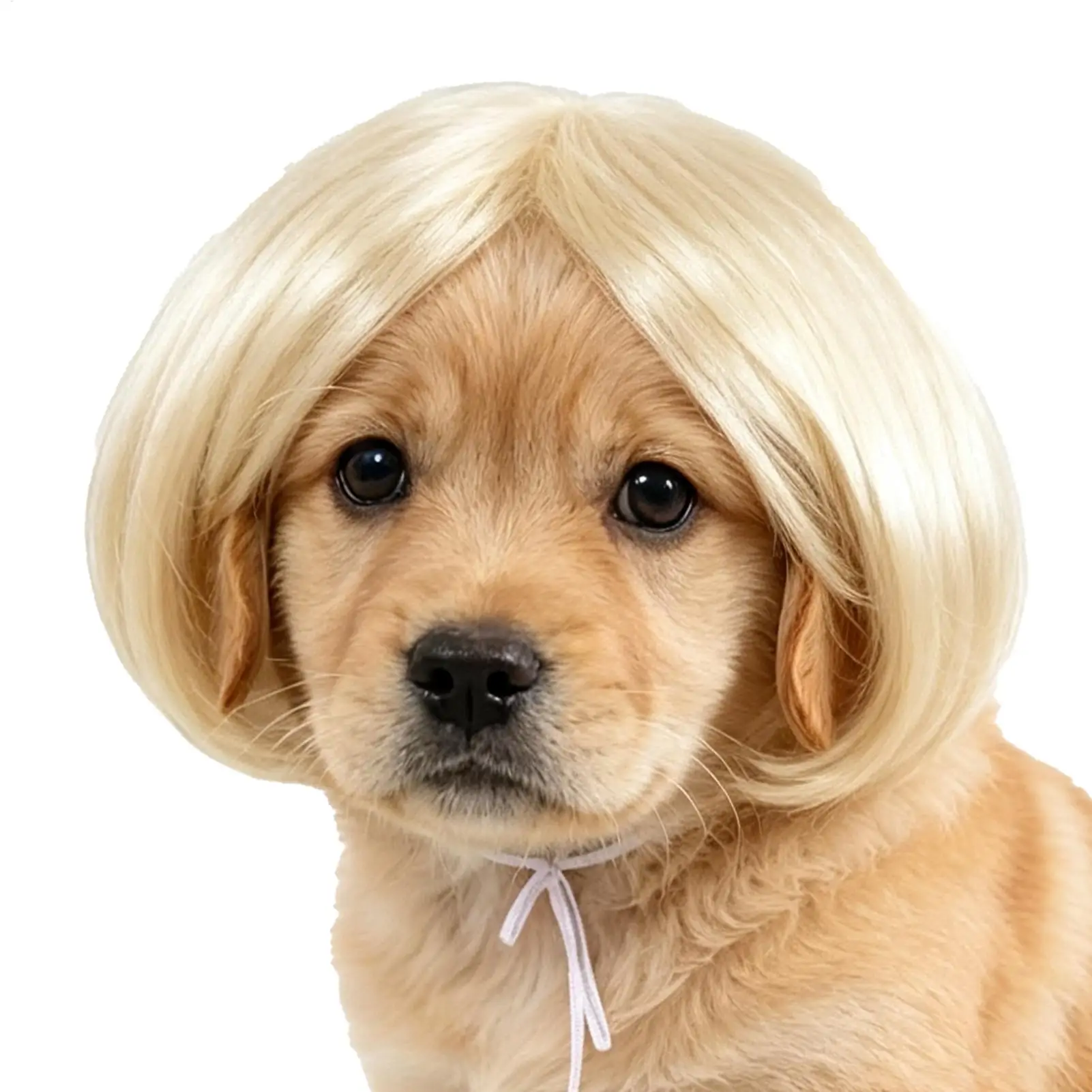 peruca para cães e gatos estilo bob