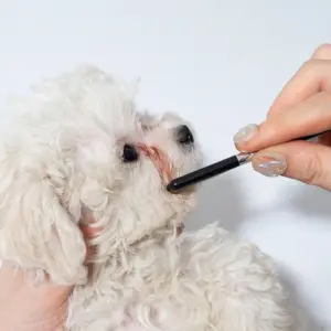 conjunto de pentes para limpeza facial de pets