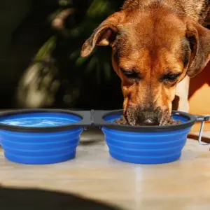 tigela dupla dobrável para cães e gatos