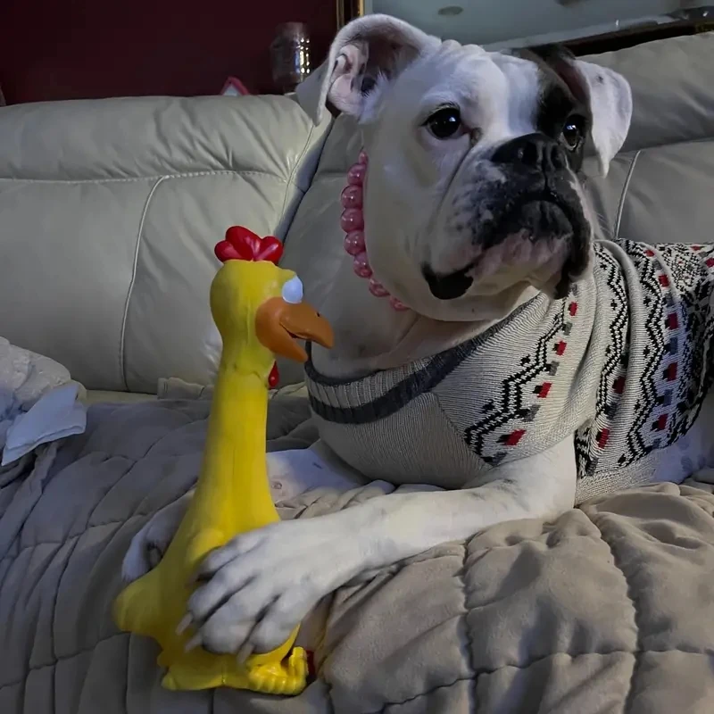 Brinquedo de Látex Galinha Amarela para Cães com Som de Apertar - Imagem 5