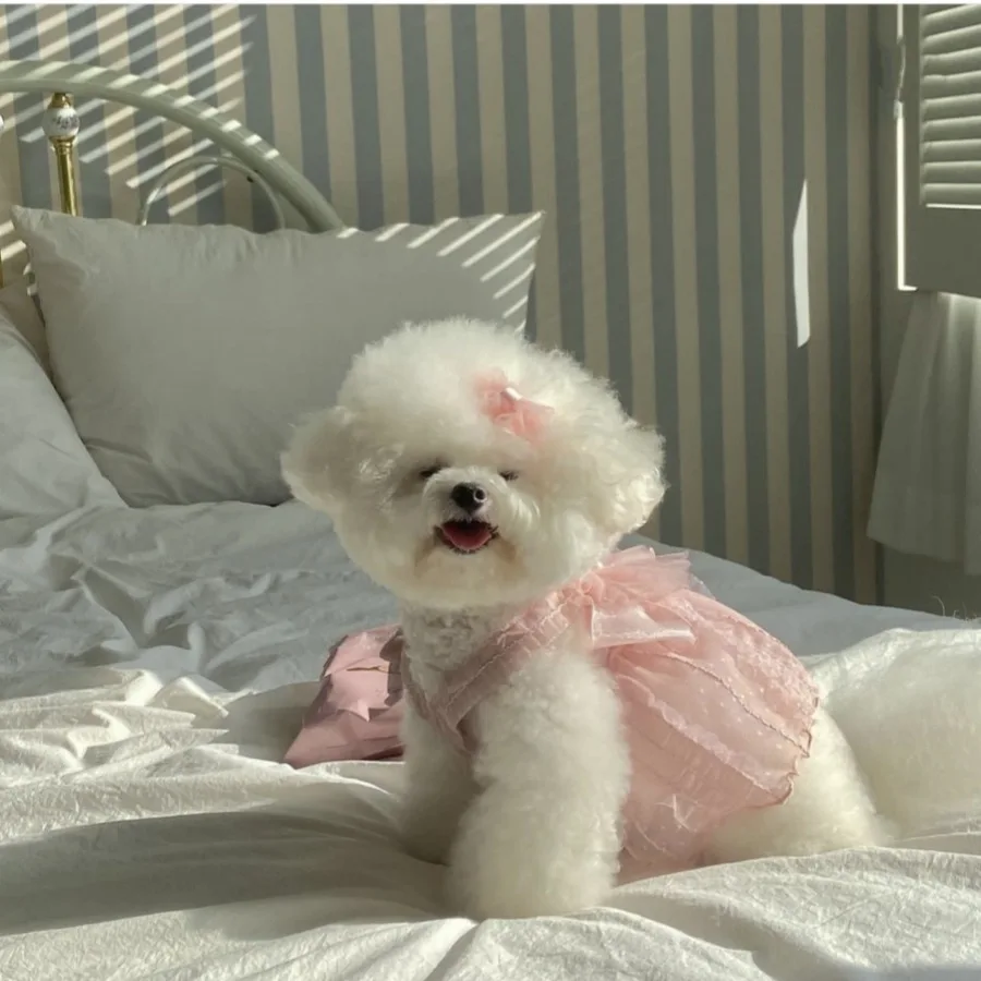 Vestido para Cães e Gatos Pequenos Branco para Casamento - Image 6