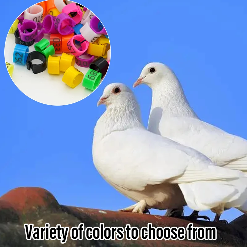 Anéis de Identificação para Pombos e Aves de Plástico Coloridos 100 Peças - Imagem 6