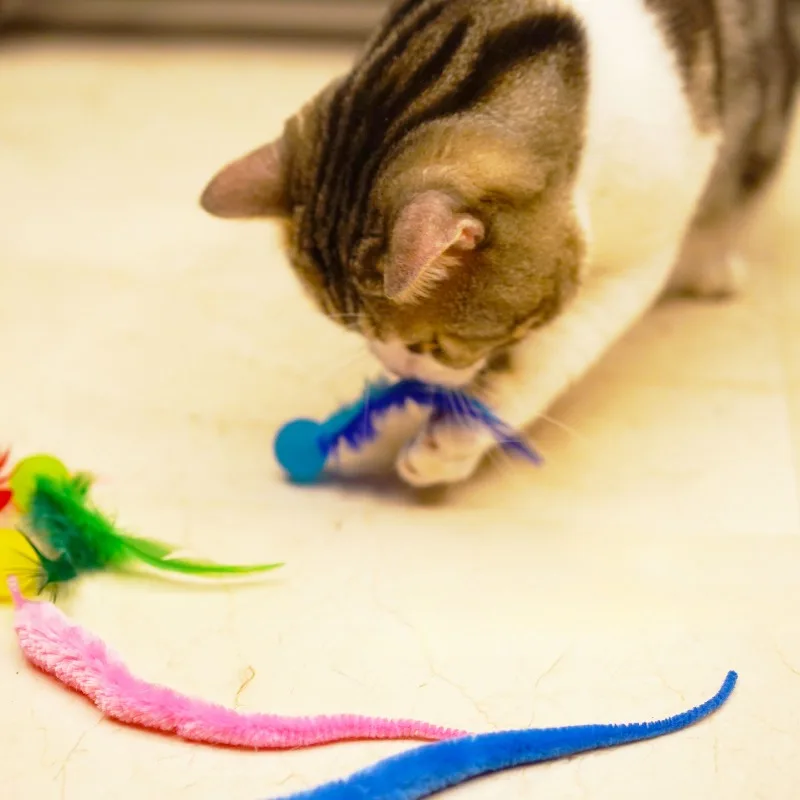 Brinquedo para Gatos Bola Elástica Lagarta Colorida 3 Peças - Image 6