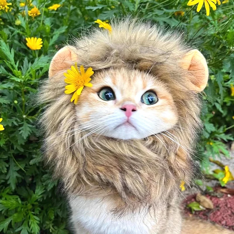 Chapéu de Leão para Gatos e Cães de Poliéster para Fotos - Imagem 4