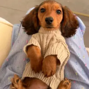suéter de inverno para cães pequenos