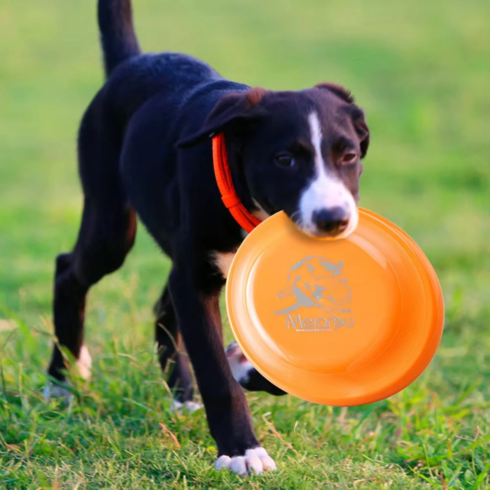 Disco de Treinamento para Cães Durável Leve Fácil de Pegar - Image 4