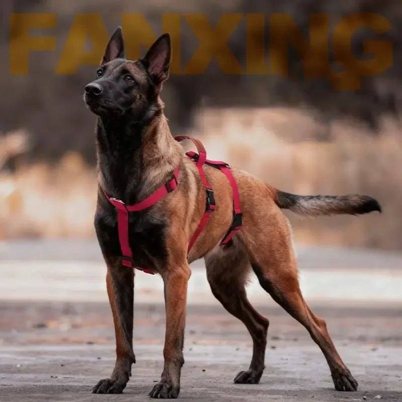 Colete para Cães Ajustável em Poliéster para Passeio e Treino - Imagem 3