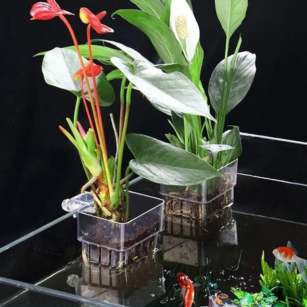 Suporte de Planta para Aquário Transparente 8 cm com Visão da Raiz - Imagem 2