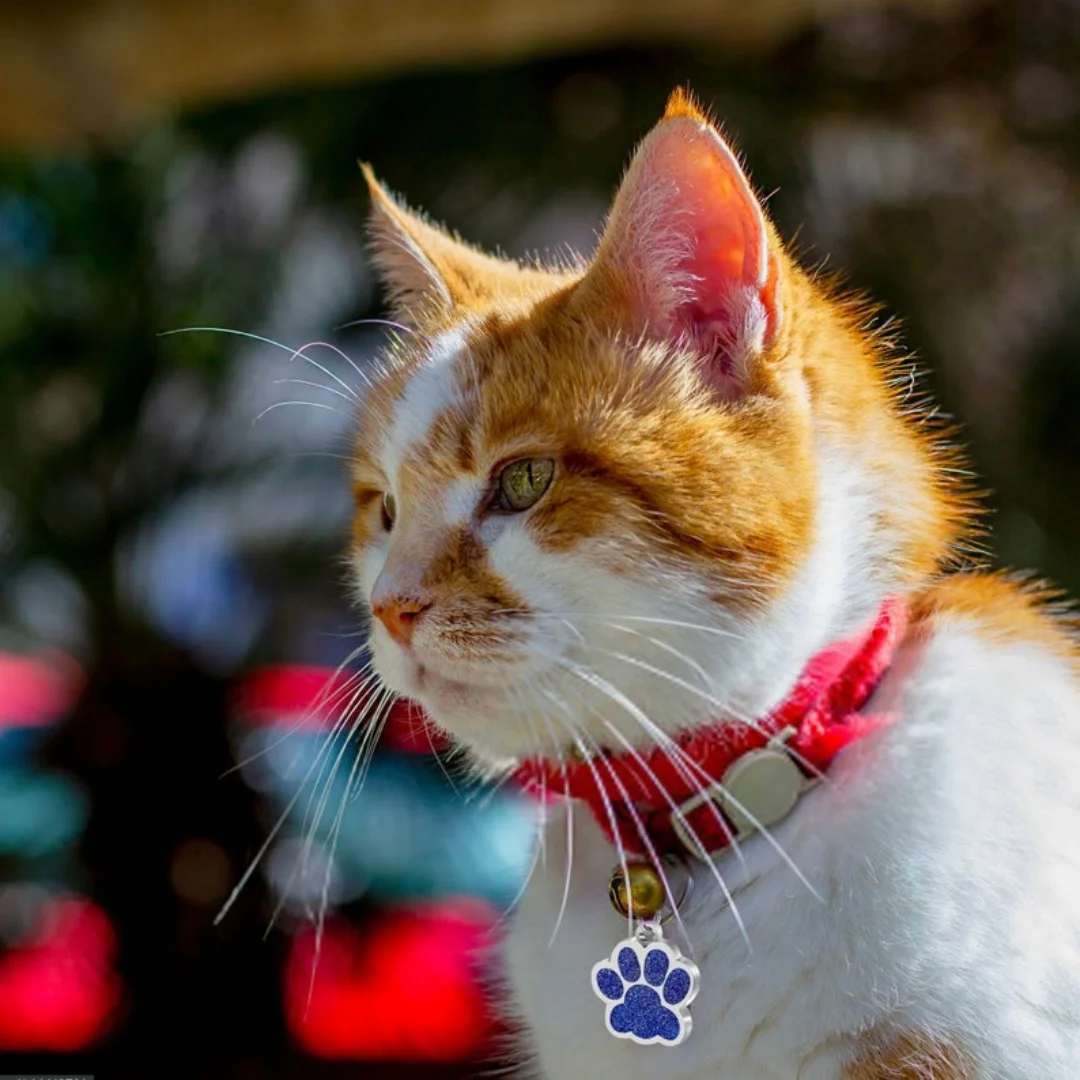 Plaquinha de Identificação para Cães e Gatos com Gravação Personalizada - Imagem 4