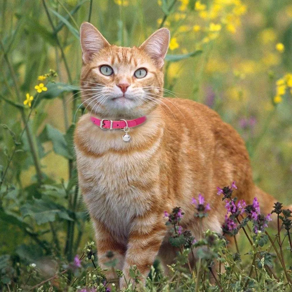 Coleira Básica para Gatos e Cães Pequenos de Couro PU com Sino - Imagem 5