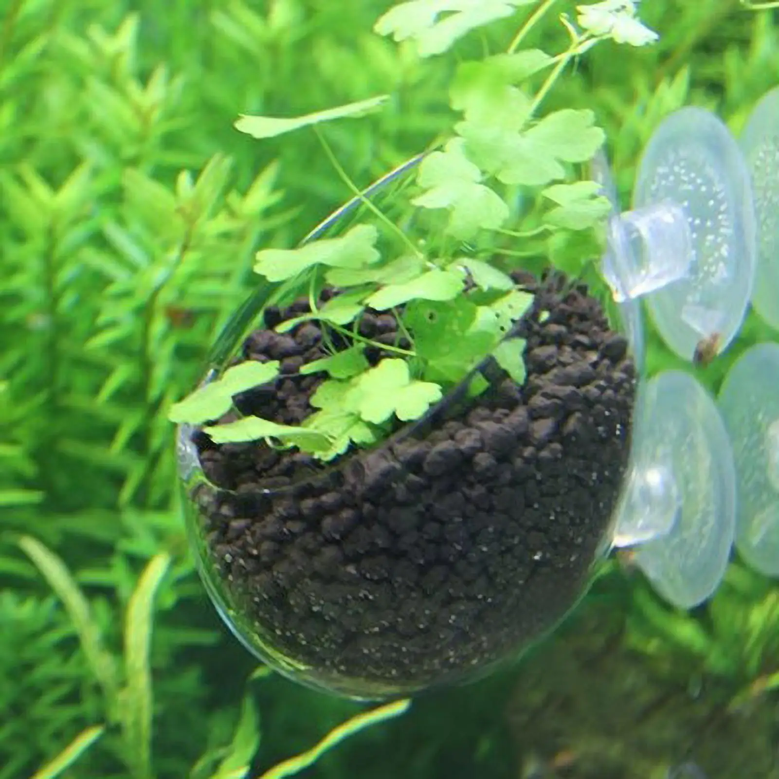 suporte de plantas para aquário com ventosas
