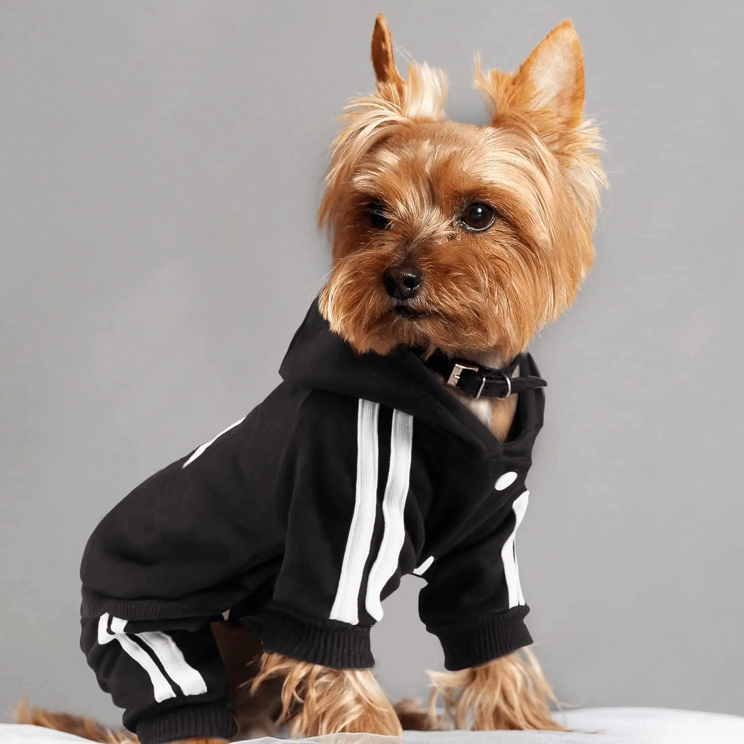 Moletom para Cães com Forro de Fleece Design de Quatro Patas - Imagem 3