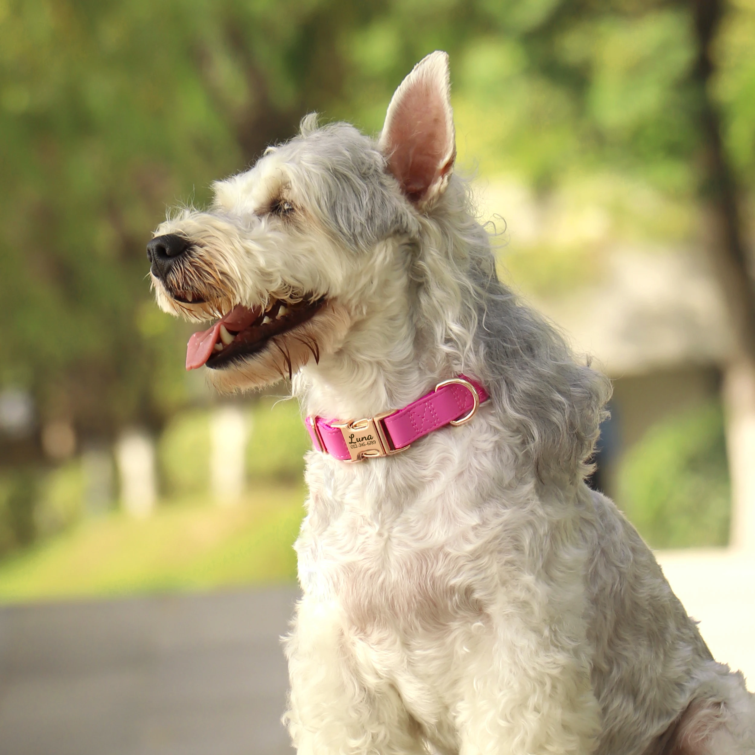 Coleira Personalizada para Cães de Couro PU com Placa de Identificação - Image 5