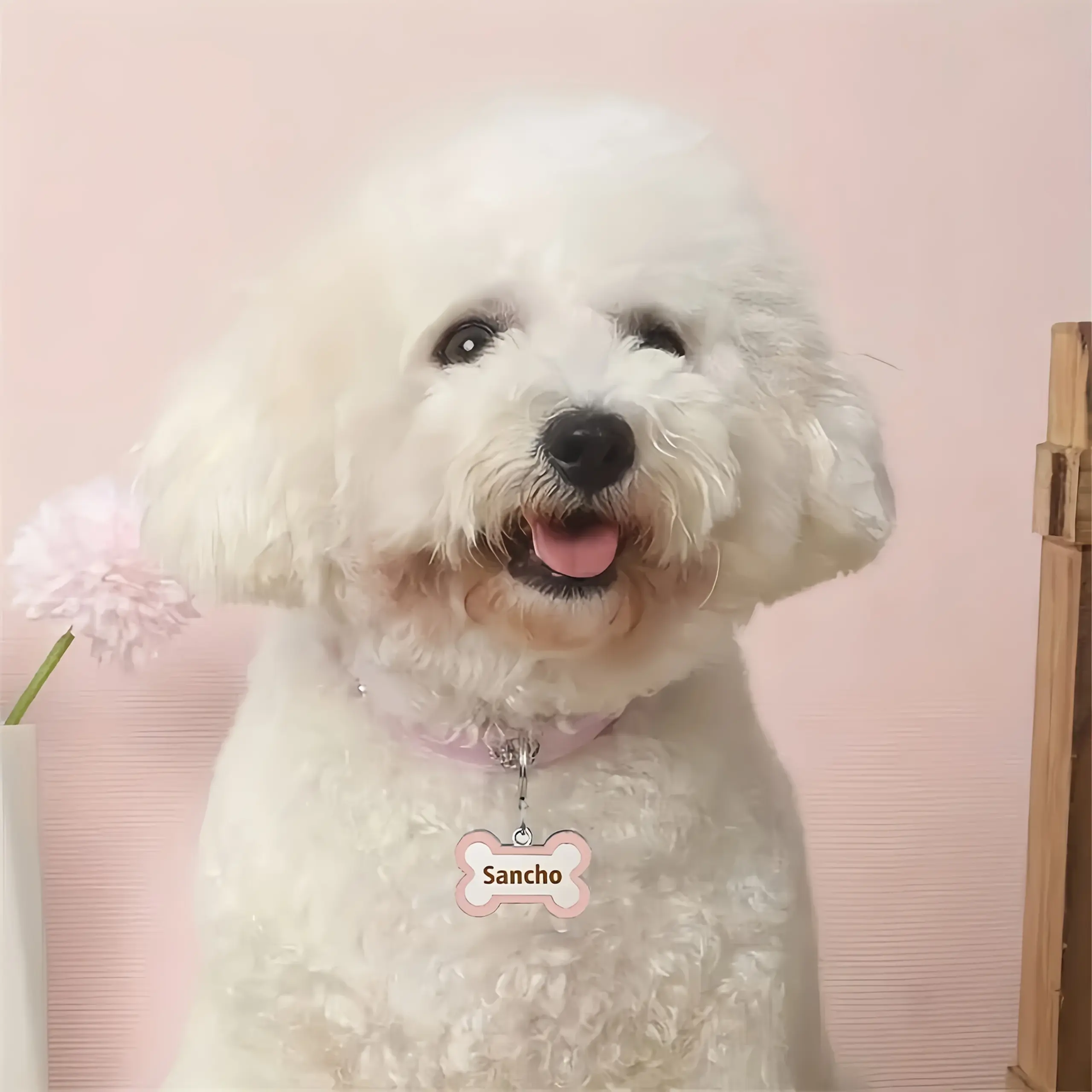 Coleira de Couro para Cães com Etiqueta de Identificação Gravada - Imagem 3