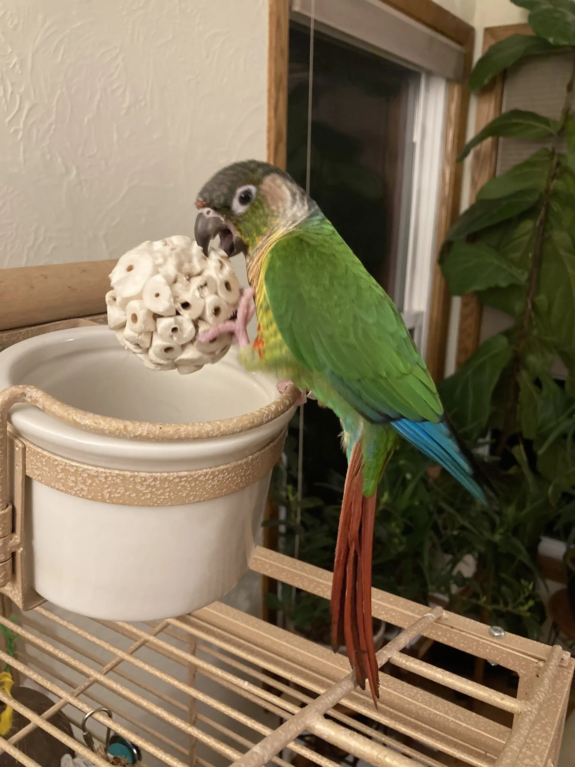 Brinquedo Bola de Sola para Pássaros e Roedores com Material Mastigável - Imagem 4