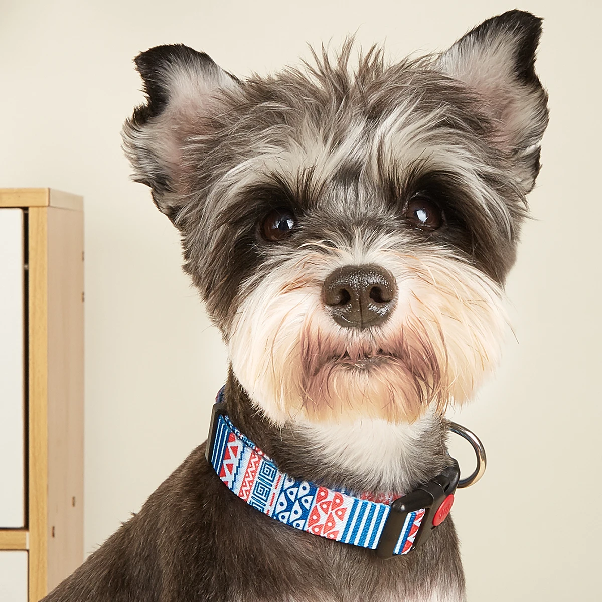 Coleira para Cães de Nylon Colorido com Regulagem para Passeio - Imagem 6