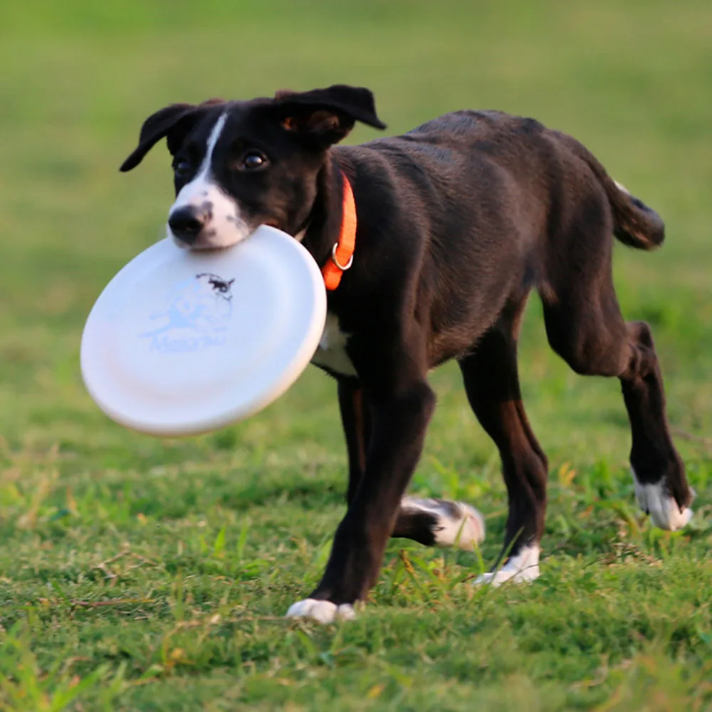 Disco de Treinamento para Cães Leve e Fácil de Pegar - Imagem 3