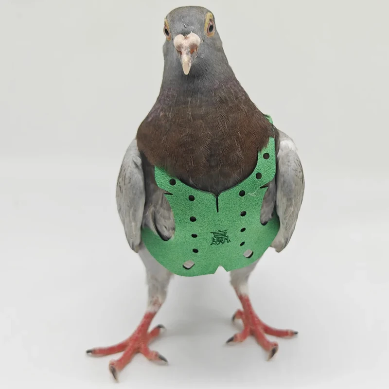 Coleira e Guia para Pássaros: Papagaio, Pombo, com Corda de Tração Resistente - Imagem 2