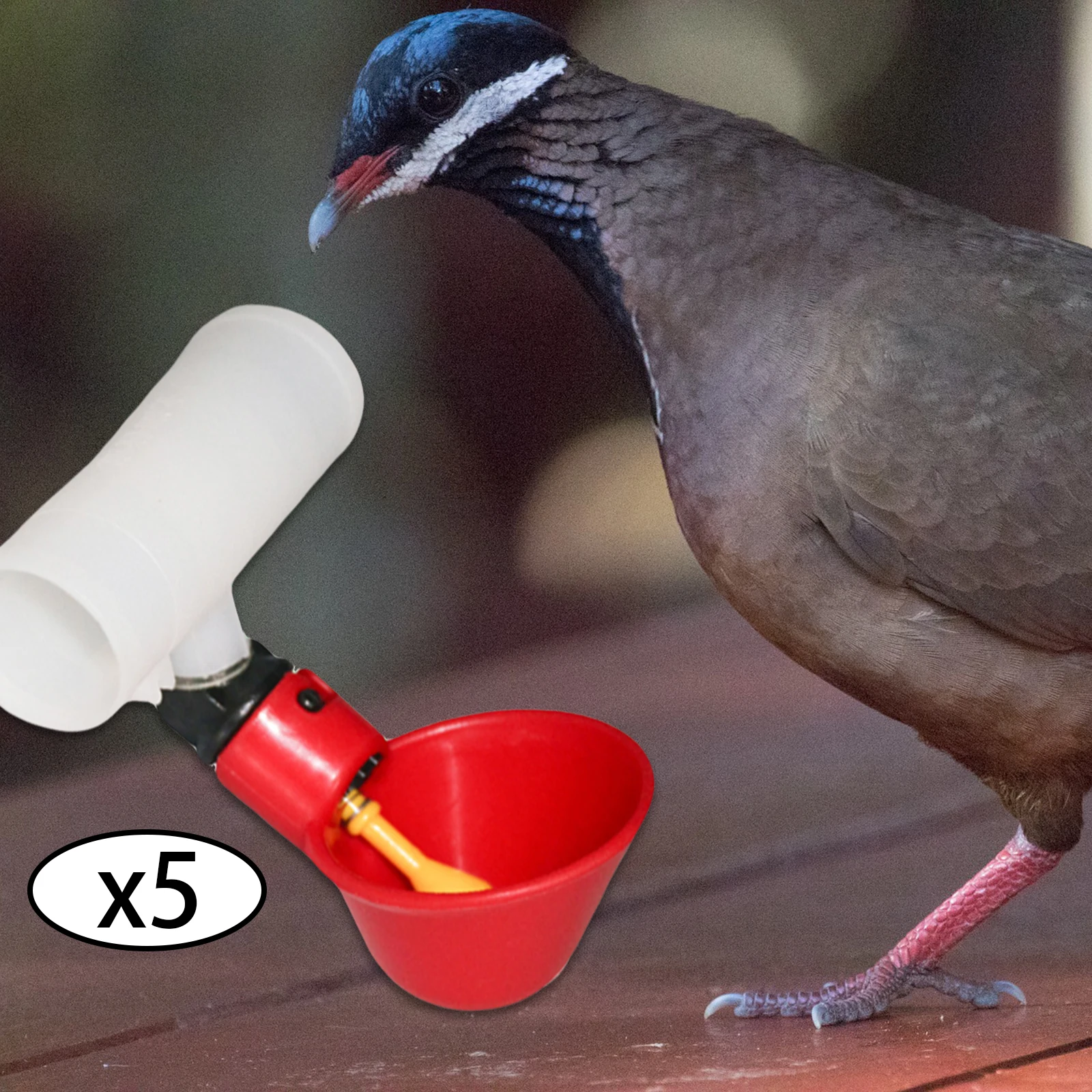 Bebedouro Automático para Aves de Plástico, 5 Peças - Imagem 4