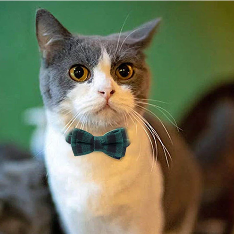 Coleira de Gato Personalizada com Fivela de Segurança Ajustável - Image 6