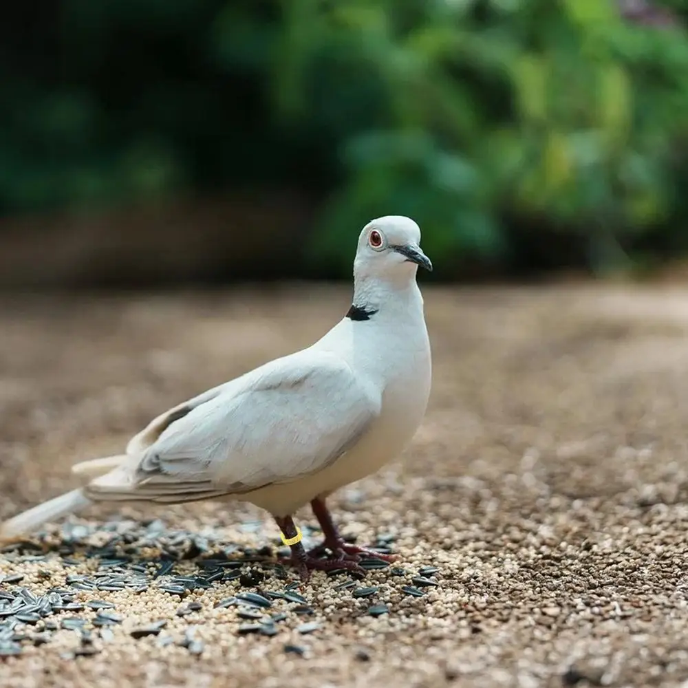 Anéis de Identificação para Aves 16/20mm Plástico com Número - Imagem 5