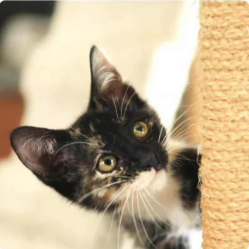 Corda de Sisal para Gatos DIY para Arranhador Resistente - Imagem 6