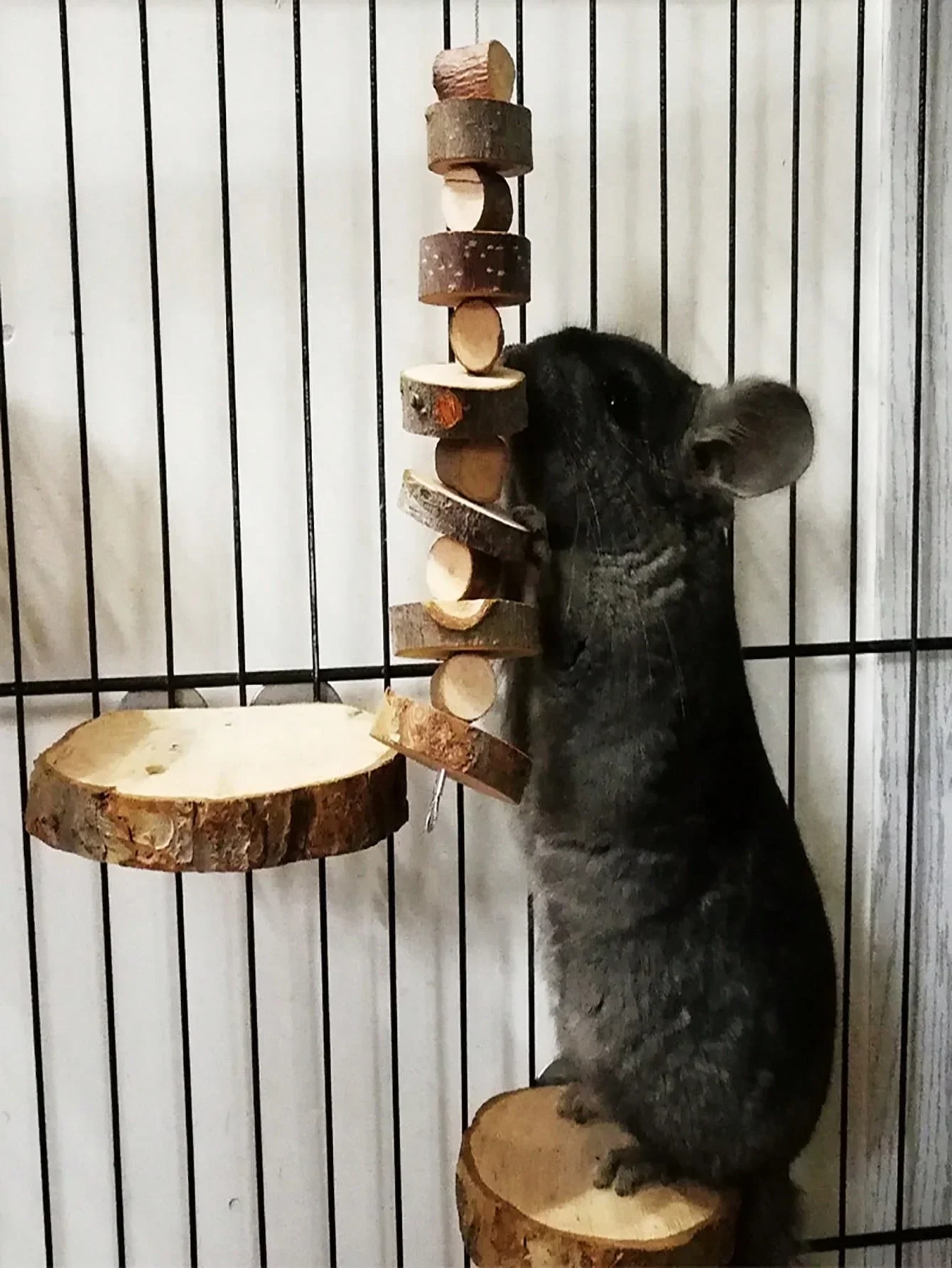 brinquedo de mastigar para hamster