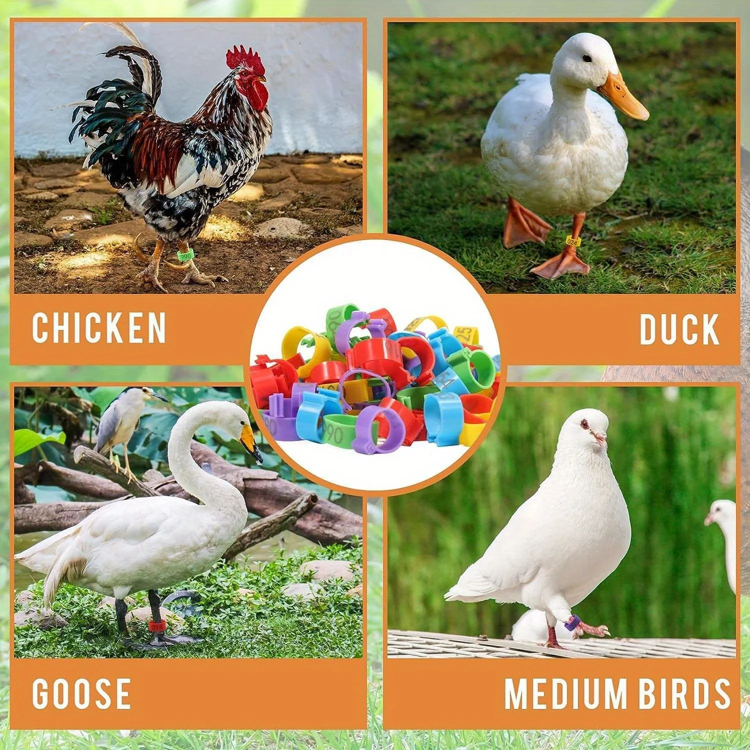 Anéis de Identificação para Aves com Número para Galinhas e Patos - Imagem 6