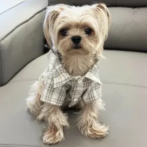 roupa camisa xadrez para cães e gatos