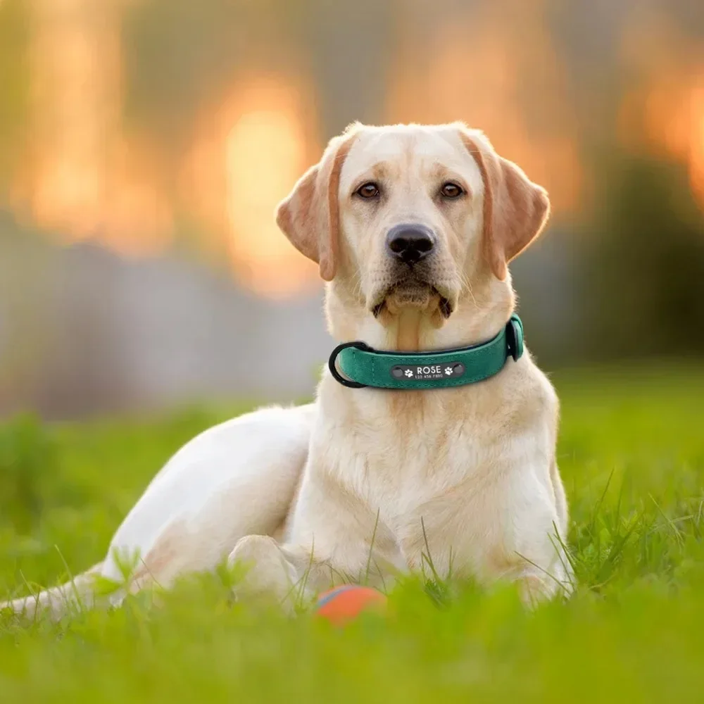 Coleira de Couro para Cães com Identificação Personalizada - Imagem 5