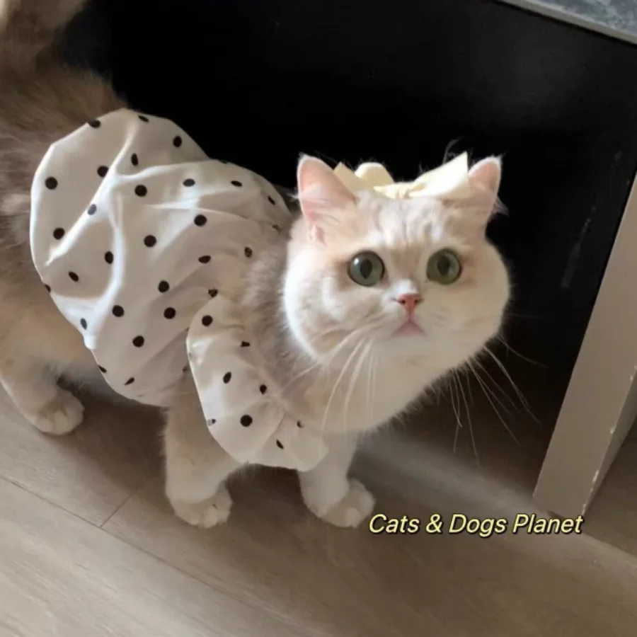 Camiseta Clássica para Cães e Gatos Estampa de Bolinhas - Image 6
