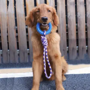 brinquedo de borracha para cães com cravos