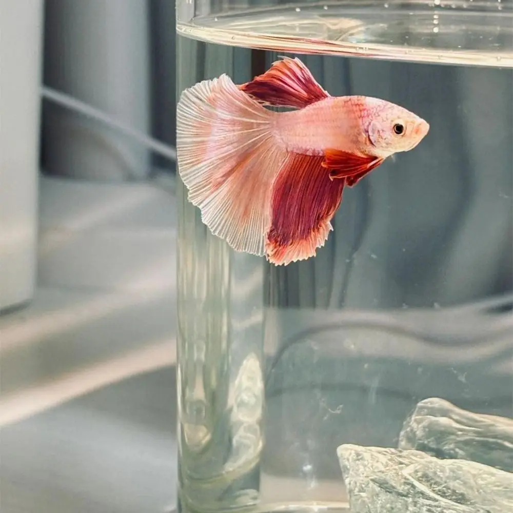 Aquário de Acrílico com Luz LED USB para Peixe Betta - Imagem 4