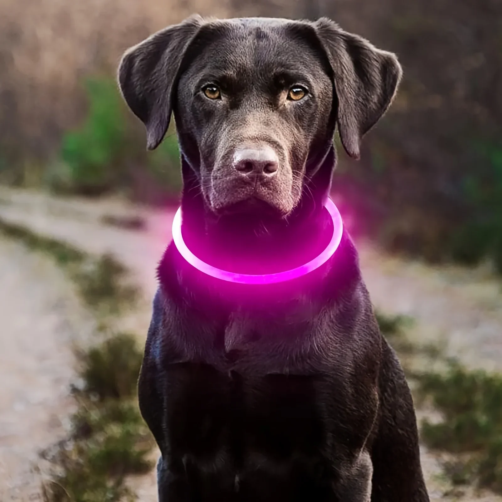 Coleira de Fibra Óptica para Cães Recarregável USB Luminosa - Imagem 4