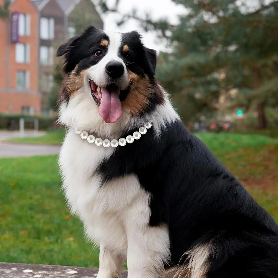 Coleira de Pérolas para Cães de Médio e Grande Porte com Corrente Extensora - Image 3