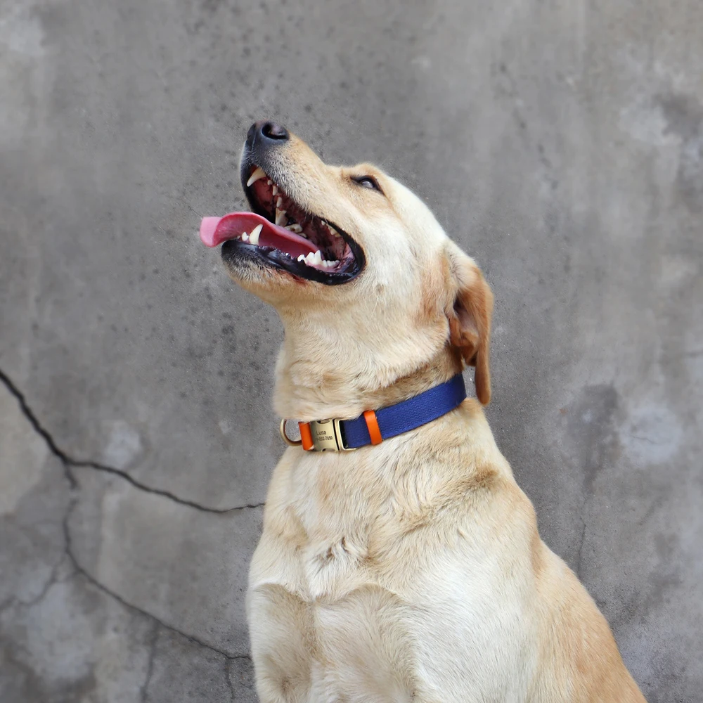 Coleira de Nylon para Cães Ajustável com Fivela de Bronze - Imagem 5